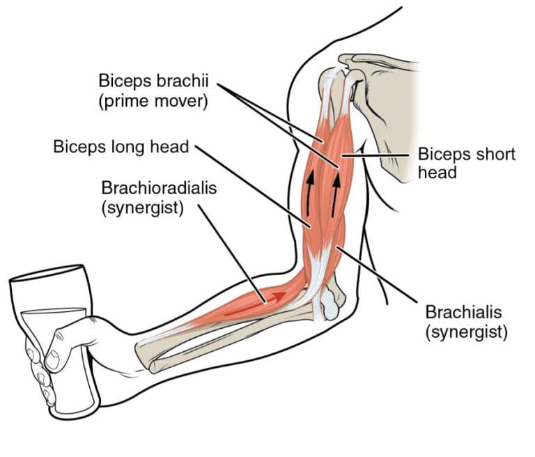 Figure 1: Anatomy of the upper arm. Photo credit (3). An anatomical drawing illustrating the biceps brachii, brachialis, and brachioradialis of an arm bending at the elbow lifting a glass